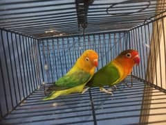 lovebird breeder pair 0