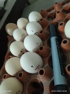 Heera Aseel Fertile Eggs