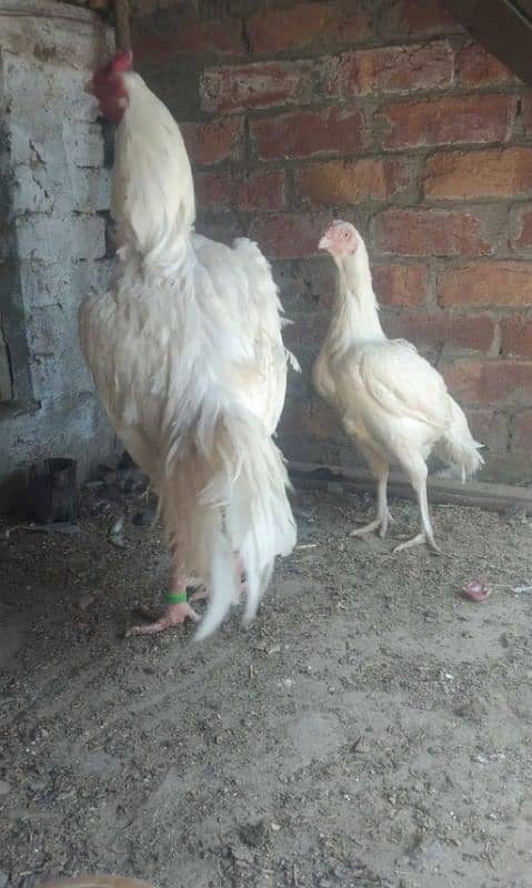 Heera Aseel Fertile Eggs 2