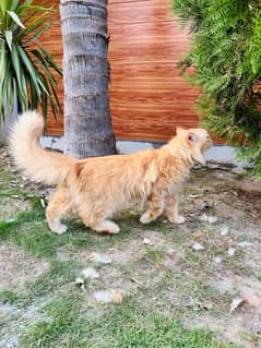 Persian 9 Months old Semi Punch Long Coat full Fur coat