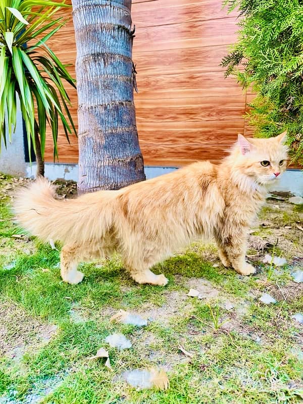 Persian 9 Months old Semi Punch Long Coat full Fur coat 2