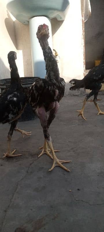 pure shamo aseel for sale 1 male and 2 female 3no 15k ky 1