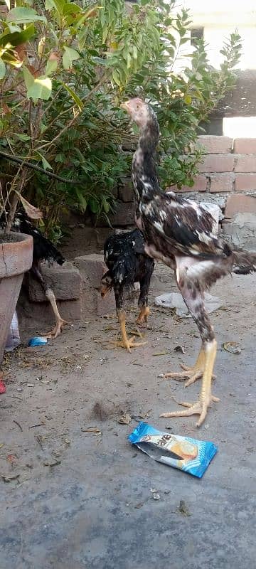 pure shamo aseel for sale 1 male and 2 female 3no 15k ky 7