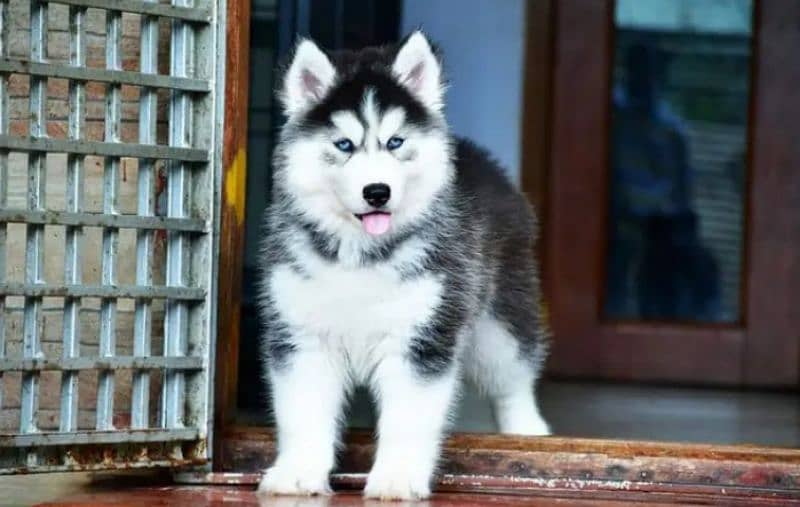 Siberian husky puppie 03258927017  WhatsApp number 1