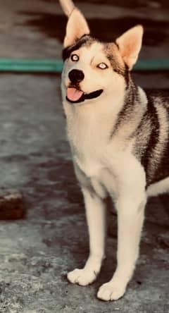 Siberian husky female