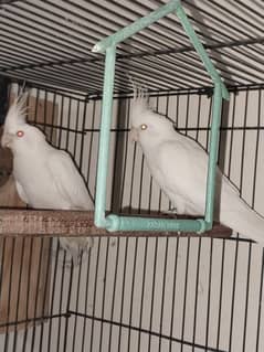 ino red eyes cocktail breeder pair