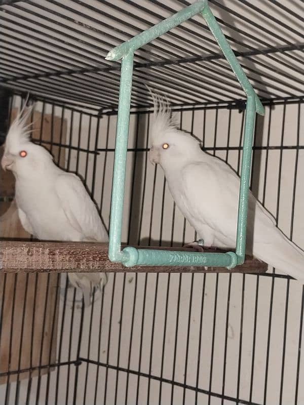 ino red eyes cocktail breeder pair 0