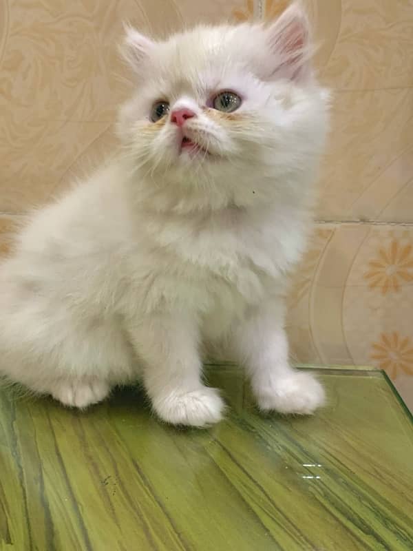 persian balu kitten 1