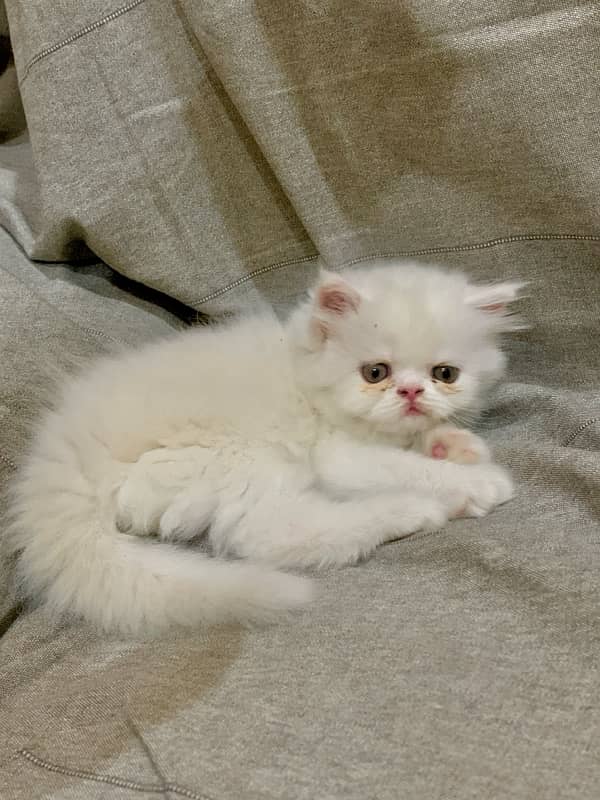 persian balu kitten 2