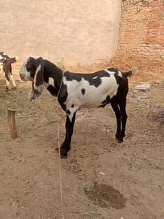 ablack  Bakra age. 5. month  height. 26. inc serious buyer