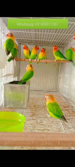 Love birds breeder pair for sale hai.