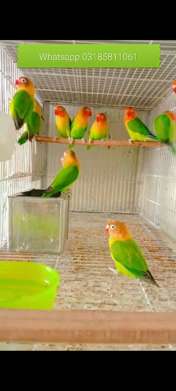 Love birds breeder pair for sale hai. 0