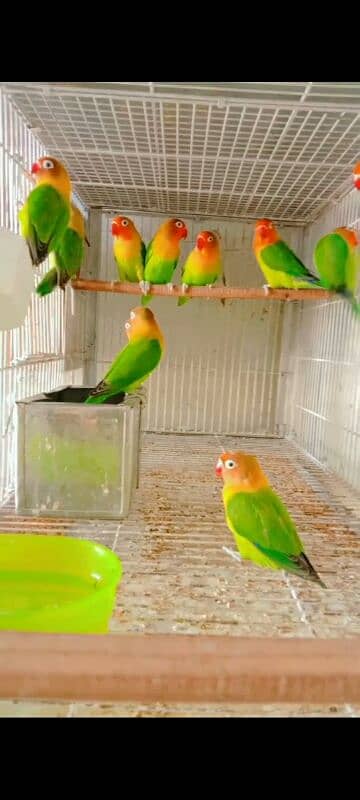 Love birds breeder pair for sale hai. 2