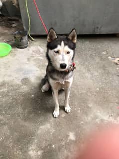 Siberian Husky male for sale