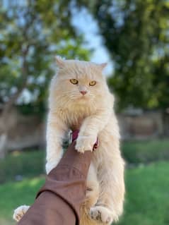 persian cat double coat