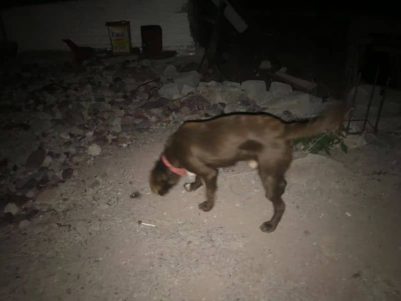 pointer dog for sale 1