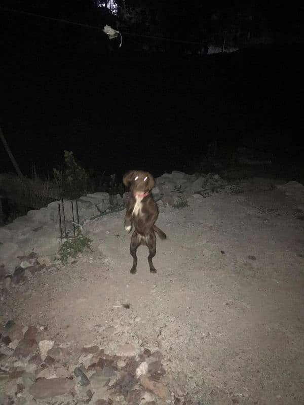 pointer dog for sale 2