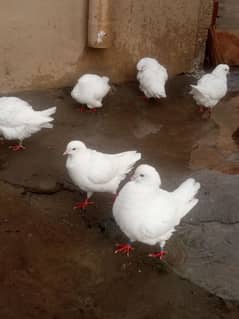 Pure white king pigeon