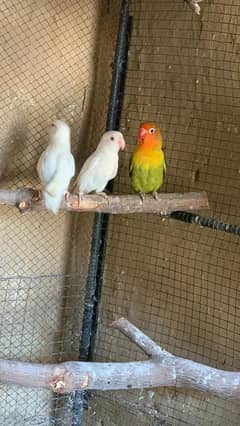 Breeder pair lovebirds