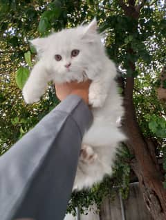 persian cat