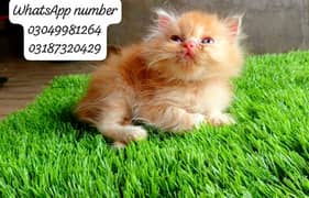 pure persian male kitten extreme punch face cfa piki/peke bloodline