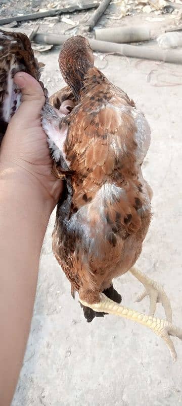 Aseel Urgent sale , 6 months. . 3 months Feed and now Bajra Soft food. 3