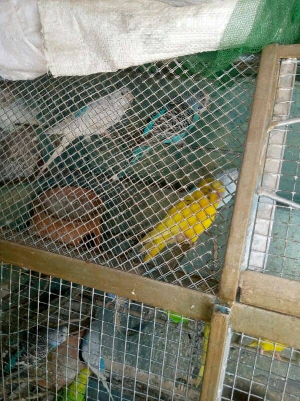 parrot for sale 0