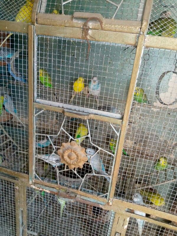 parrot for sale 1