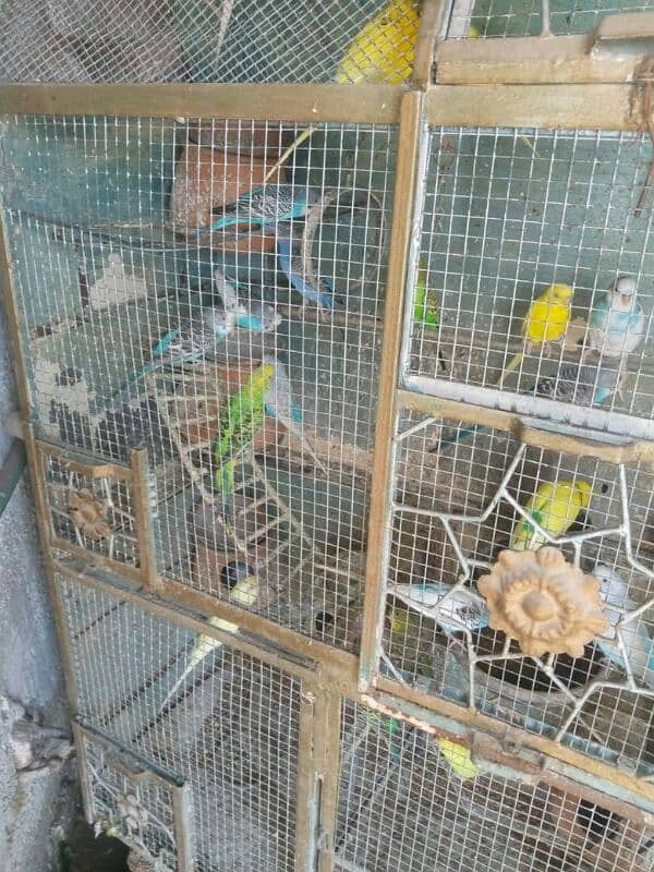 parrot for sale 2