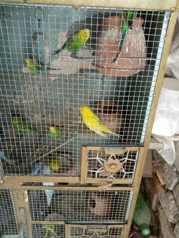 parrot for sale 3