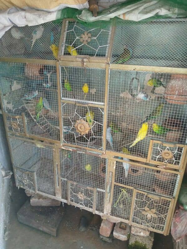 parrot for sale 4