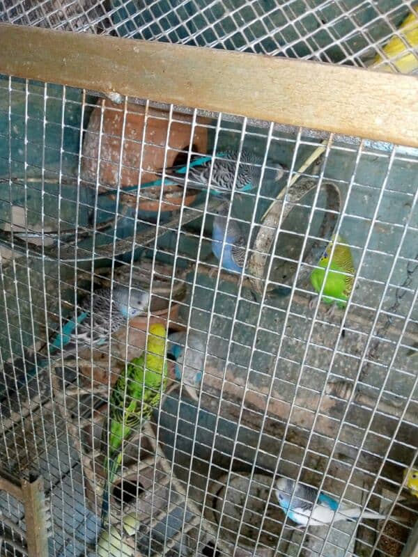 parrot for sale 5