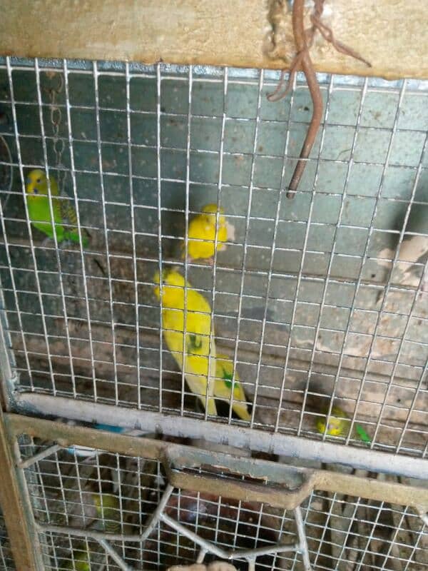 parrot for sale 6