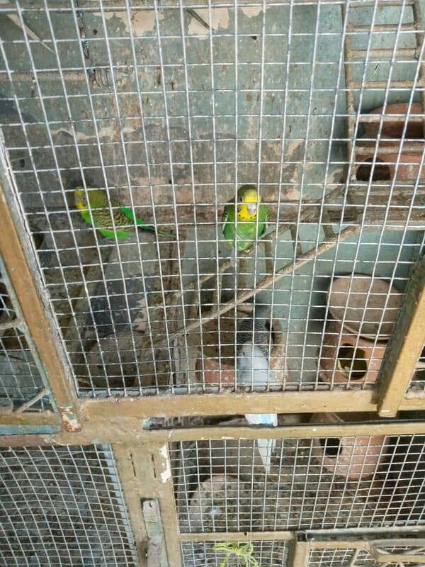 parrot for sale 7