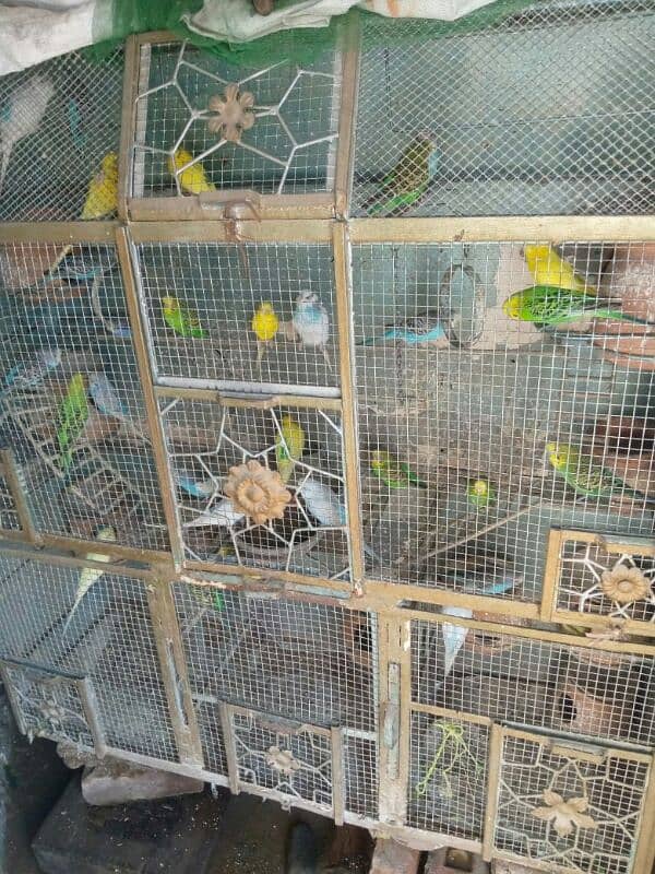 parrot for sale 8