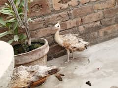 6 months indian black shoulder peacock chicks for sale.