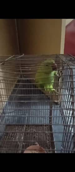 rigneck parrot