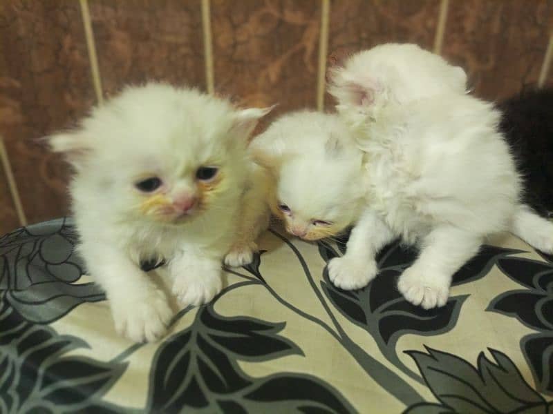 4 Persian kittens / triple coat / kittens / cat for sale 1