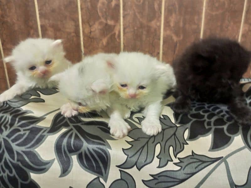 4 Persian kittens / triple coat / kittens / cat for sale 3