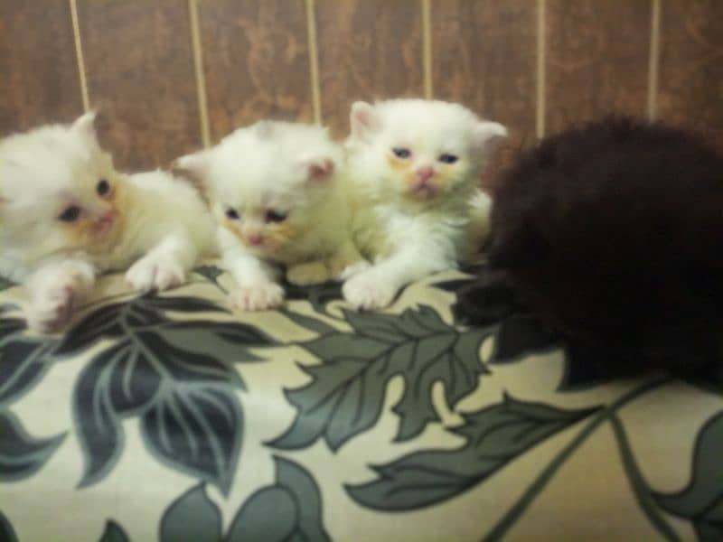 4 Persian kittens / triple coat / kittens / cat for sale 6