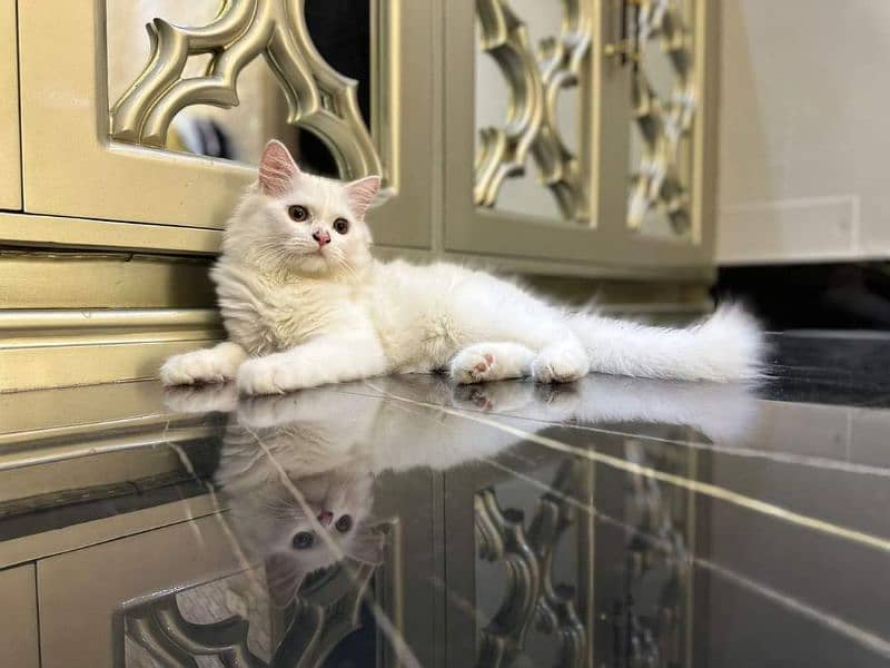 Persian cat vaccination clear for urgent sale  0348/4580/261 1