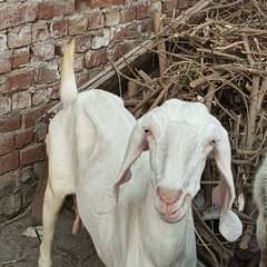 pure rajanpuri goat