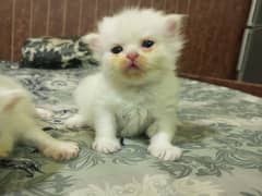 4 Persian kittens / triple coat / kittens / cat for sale