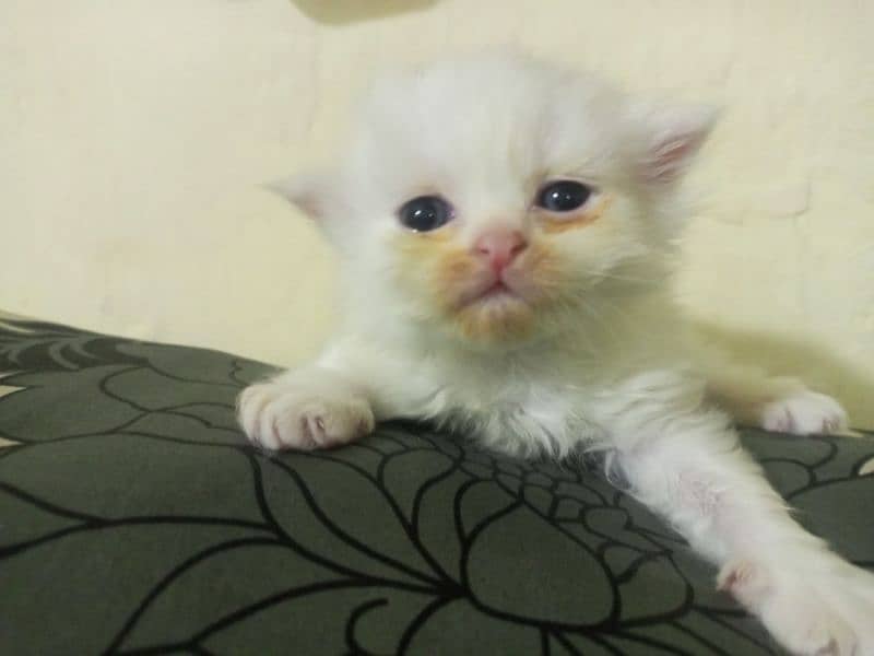 4 Persian kittens / triple coat / kittens / cat for sale 2