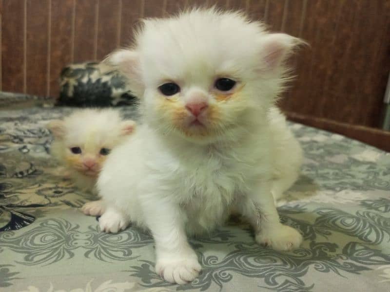 4 Persian kittens / triple coat / kittens / cat for sale 4