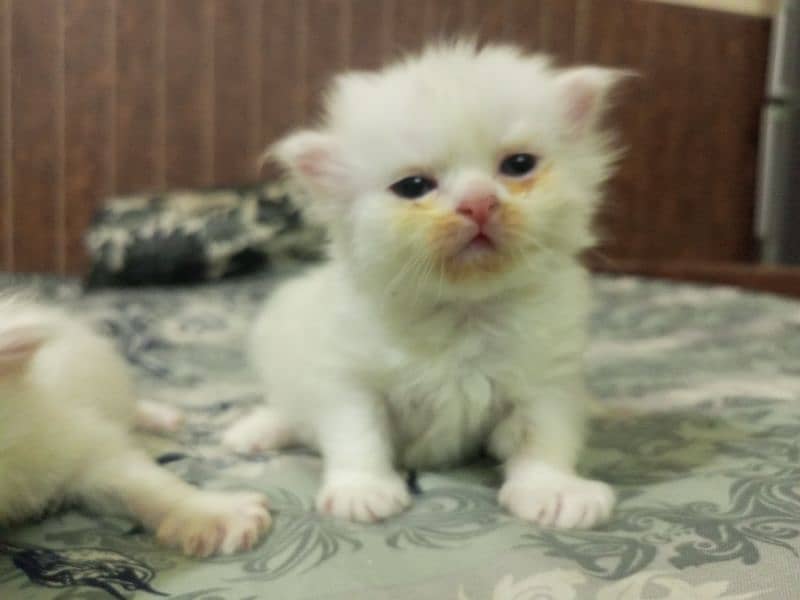 4 Persian kittens / triple coat / kittens / cat for sale 7