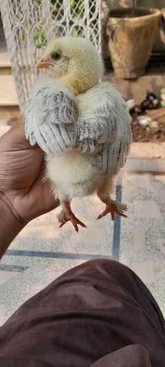 brahma chicks