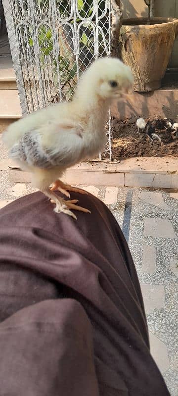 brahma chicks,polish chicks , heera aseel 0