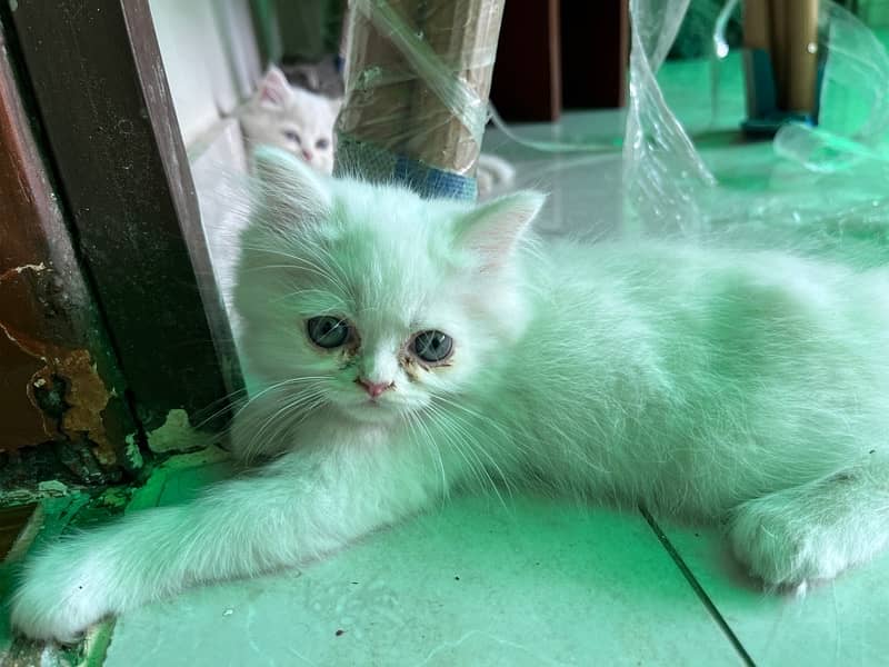 Persian Triiple coated|kittens&cats|Healthy& Active|female&male 3