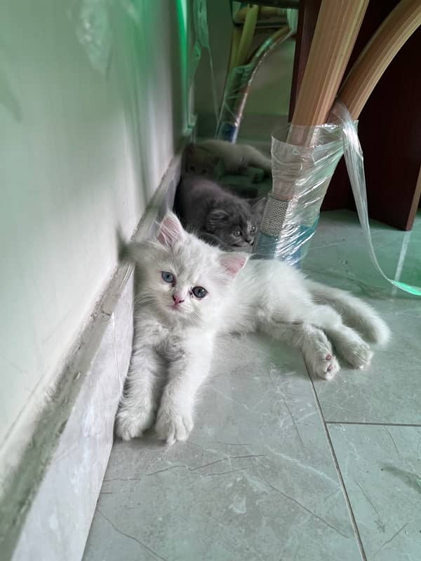 Persian Triiple coated|kittens&cats|Healthy& Active|female&male 11